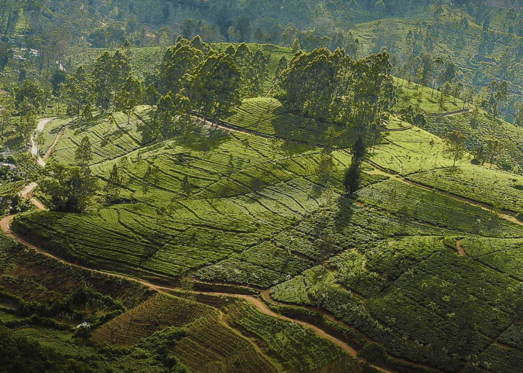 oddington-tea-estate-and-bungalow-in-sri-lanka-216-001.jpg